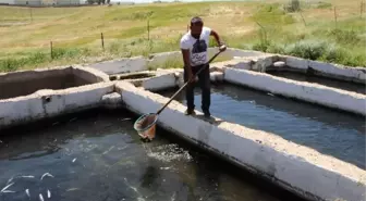 Balık Dolu Havuzun Suyu Kesildi, Onlarca Balık Telef Oldu