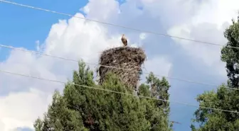 Leylekler Vadisi'nde Yavrular Ölmesin