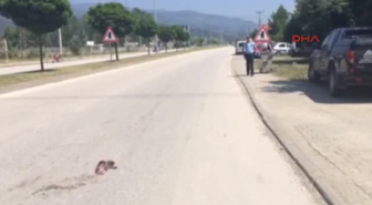 Sincaba Çarpmamak İçin Direğe Çarptı