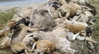 Tarsus'ta 23 Köpek Ölüsü Bulundu