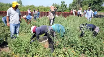 Tarım İşçileri 40 Dereceyi Bulan Sıcakta Oruç Tutuyor