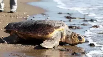 Bakımı Tamamlanan 'Caretta Caretta' Denize Bırakıldı