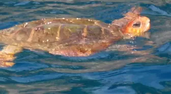 Caretta Caretta Doğal Ortamında