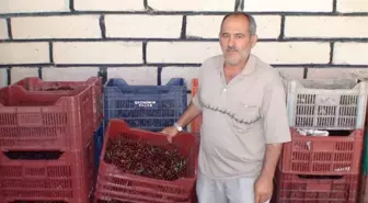 Ereğli'de Kiraz ve Vişnede Rekolte Kaybı