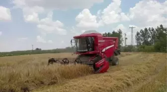 Hayrabolu'da Buğday Hasadı