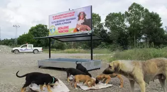 Alaplı'da Sokak Hayvanları İçin Besleme Noktaları