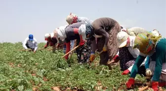 Kavurucu Sıcakta Ekmeğin Peşinde Hayatlar