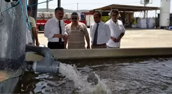 Vali Ayyıldız, Didim ve Söke'de İncelemelerde Bulundu