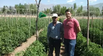 Domates Güvesi ile Mücadele Çalışmaları Başlatıldı