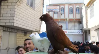 Güvercin Meraklıları, Pazarda Buluşuyor