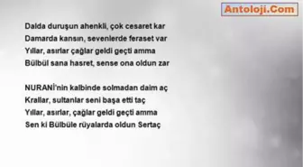 Osman Nurani - Gonca Gül