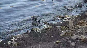 Terzialan Göletinde Toplu Balık Ölümleri