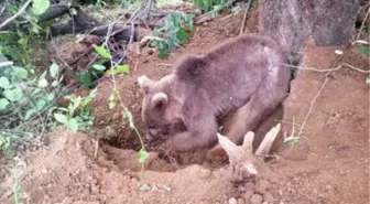 Yavru Ayı Ormanlık Alana Bırakıldı