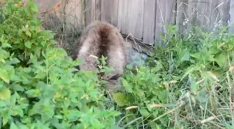 Yavru ayı ormanlık alana bırakıldı -