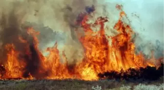 Bayramiç'te Orman Yangını