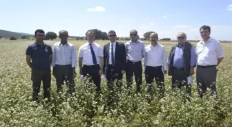 Konya'da Karabuğday ve Soya Fasulyesi Üretimi Yaygınlaştırılacak