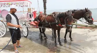 Atların Su Keyfi