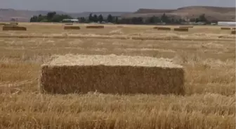 Saman Veriminde Düşüş Bekleniyor