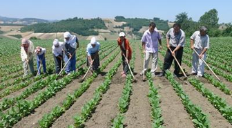 CHP'den Kanun Teklifi: Çiftçiler İçin Zarar Çıtası Yüzde 40'tan 30'a İndirilsin