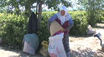 Piyasadaki gül suyunun yüzde 80'i sentetik -