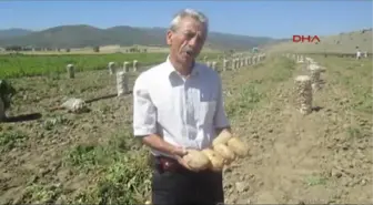 Sandıklı'da Patates Yüz Güldürdü