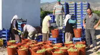 Alaşehir'de İlk Ürün Üzüm Hasat Edildi