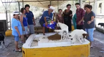 Barınaktaki Hayvanlara Yoğurt Günü