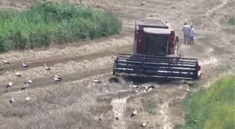 Leylekler 'böcek hasadı'nda -