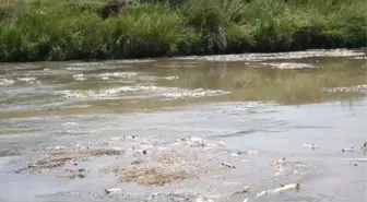 Kars Çayı'nda Toplu Balık Ölümleri