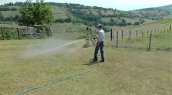 Zonguldak'ta İtalyan Çekirgelerine İlaçlı Önlem