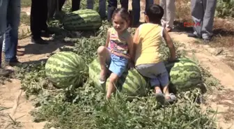 58 Kiloluk Karpuz Görenleri Şaşırttı