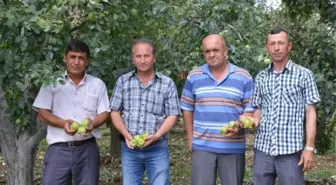 İznik'te Dolu Kabusu Yaşandı