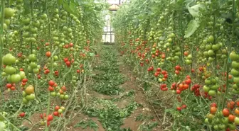Seralar Solarizasyonla Yeni Sezona Hazırlanıyor