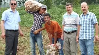 Patates, Üreticinin Yüzünü Güldürüyor