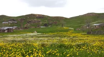 Gümüşhane Yaylaları Bayramdan Sonra Şenlenecek