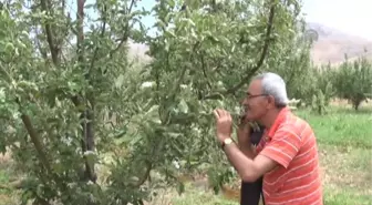 'Mevsimini şaşıran' elma ağaçları çiçek açtı -