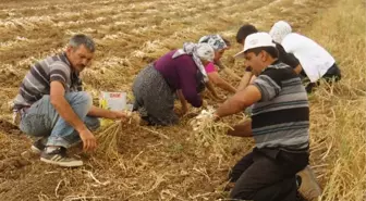 Taşköprü Sarımsağının Hasadı Başladı