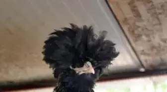 Burdur'da Uluslararası Tavuk Kümesi Oluşturdu