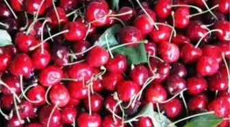 Türkiye'nin Kiraz İhracatına Aşırı Yağış Darbesi