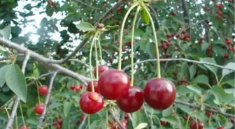 Çubuk'ta Vişne Hasadı Buruk Başladı