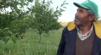 Çubuk'ta vişne hasadı buruk başladı -