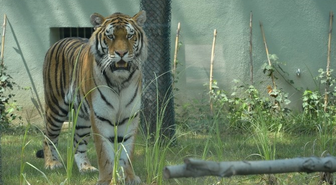 Bursa Zoo Parka İki Yeni Amur Kaplanı Geldi