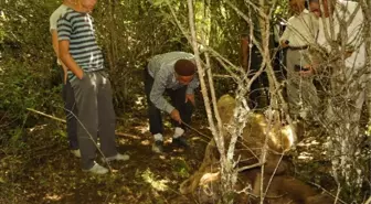 Kendisine Saldıran Ayıyı Bıçaklayarak Öldürdü