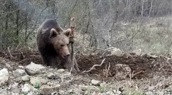 Kastamonu'da Hayvan Otlatan Kişiyi, Ayı Parçaladı