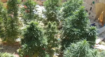 Kırklareli'nde Hint Keneviri Operasyonu