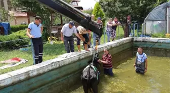 Havuza Düşen İneği İtfaiye Kurtardı