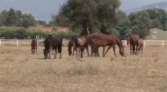 TSK'nın binek ve tören atları Gemlik'te yetiştiriliyor