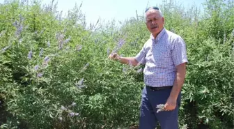 Aydın'da Hayıt, Kekik ve Kargan Bitkileri Koruma Altına Alındı