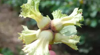 Türkiye'nin Fındık İhracatı