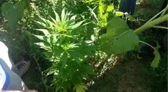 Kenevir Ekimi 'Ağır Ceza'lık Oldu